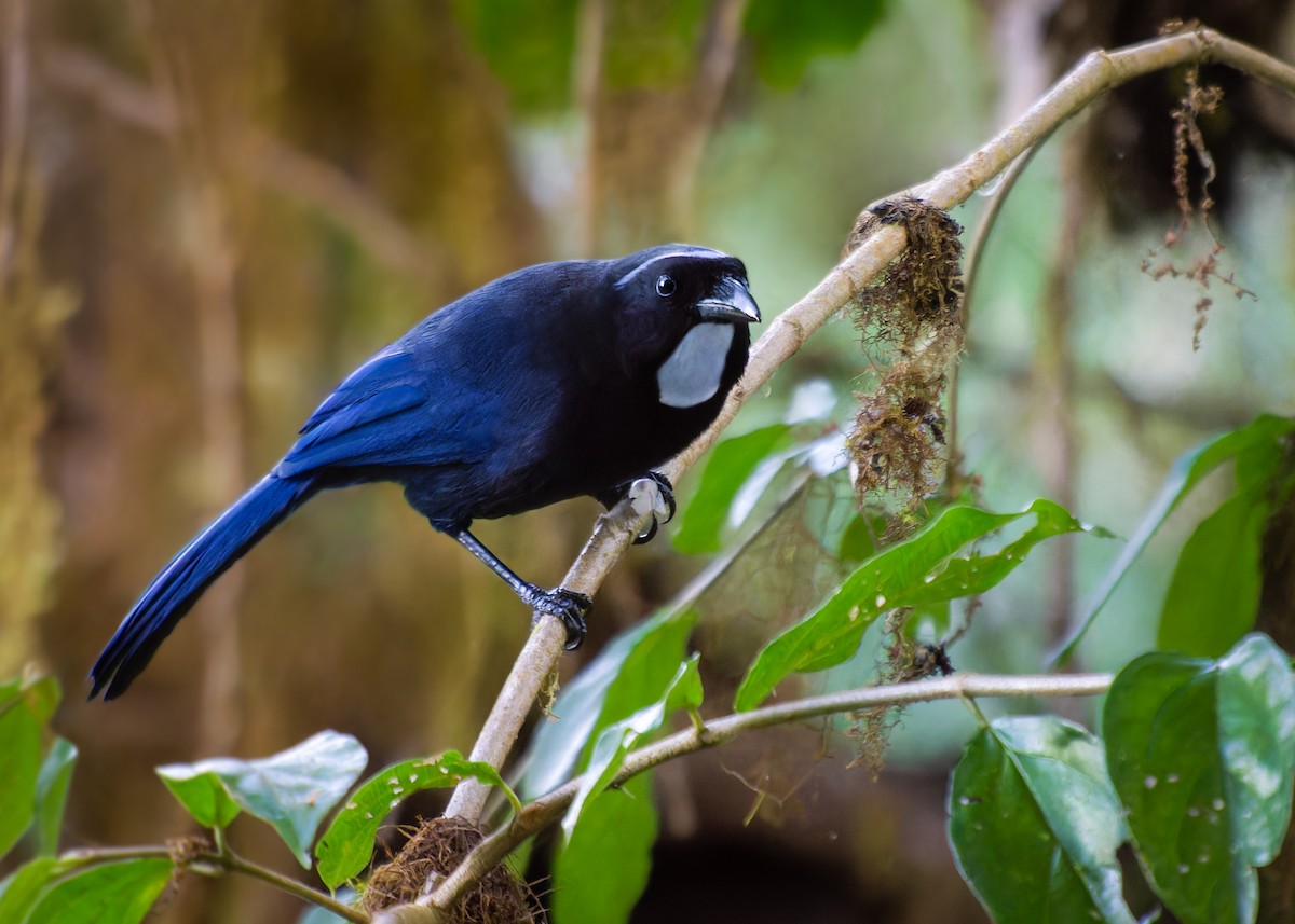 Silvery-throated Jay - ML615211449