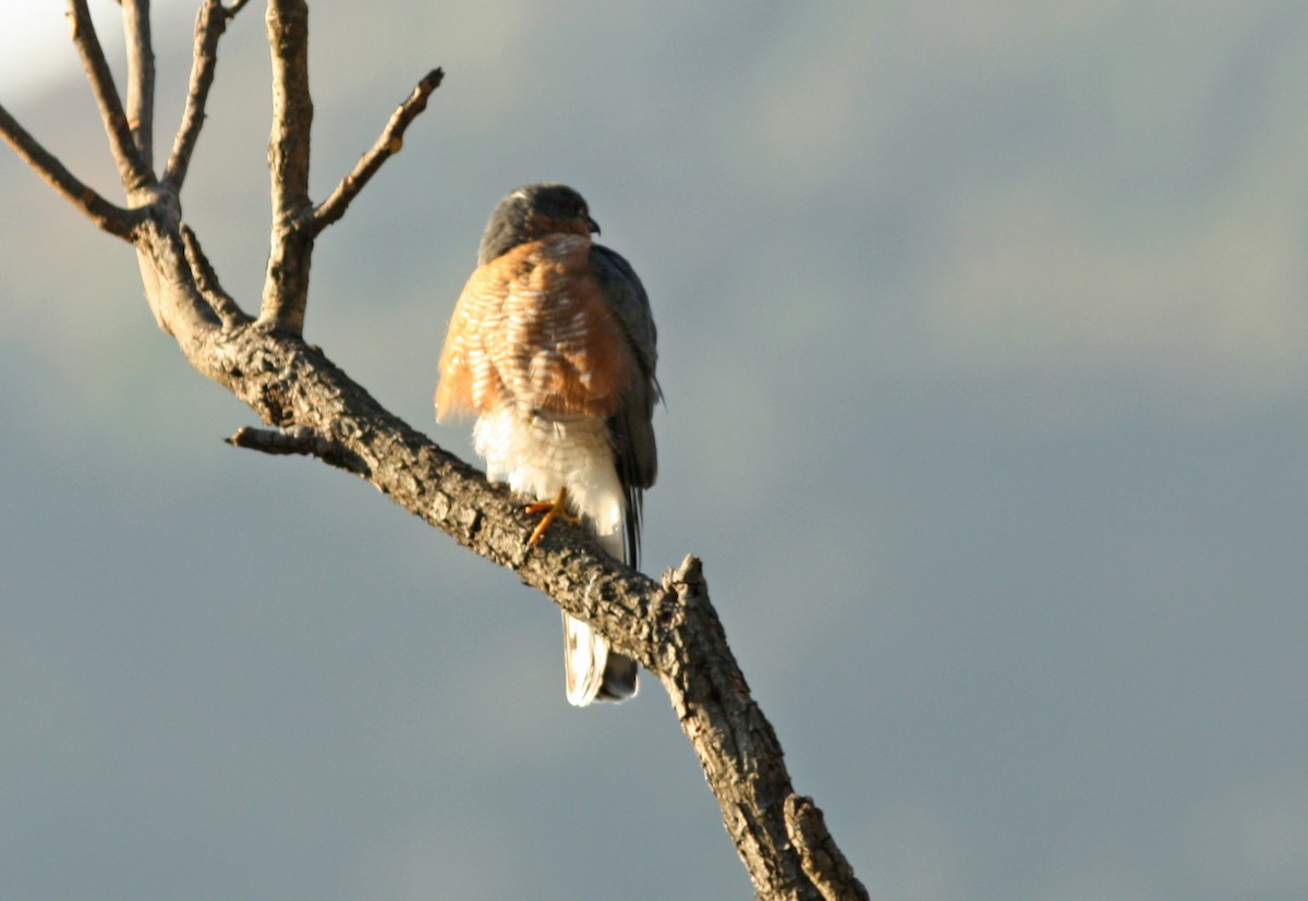 Eurasian Sparrowhawk - ML615211537