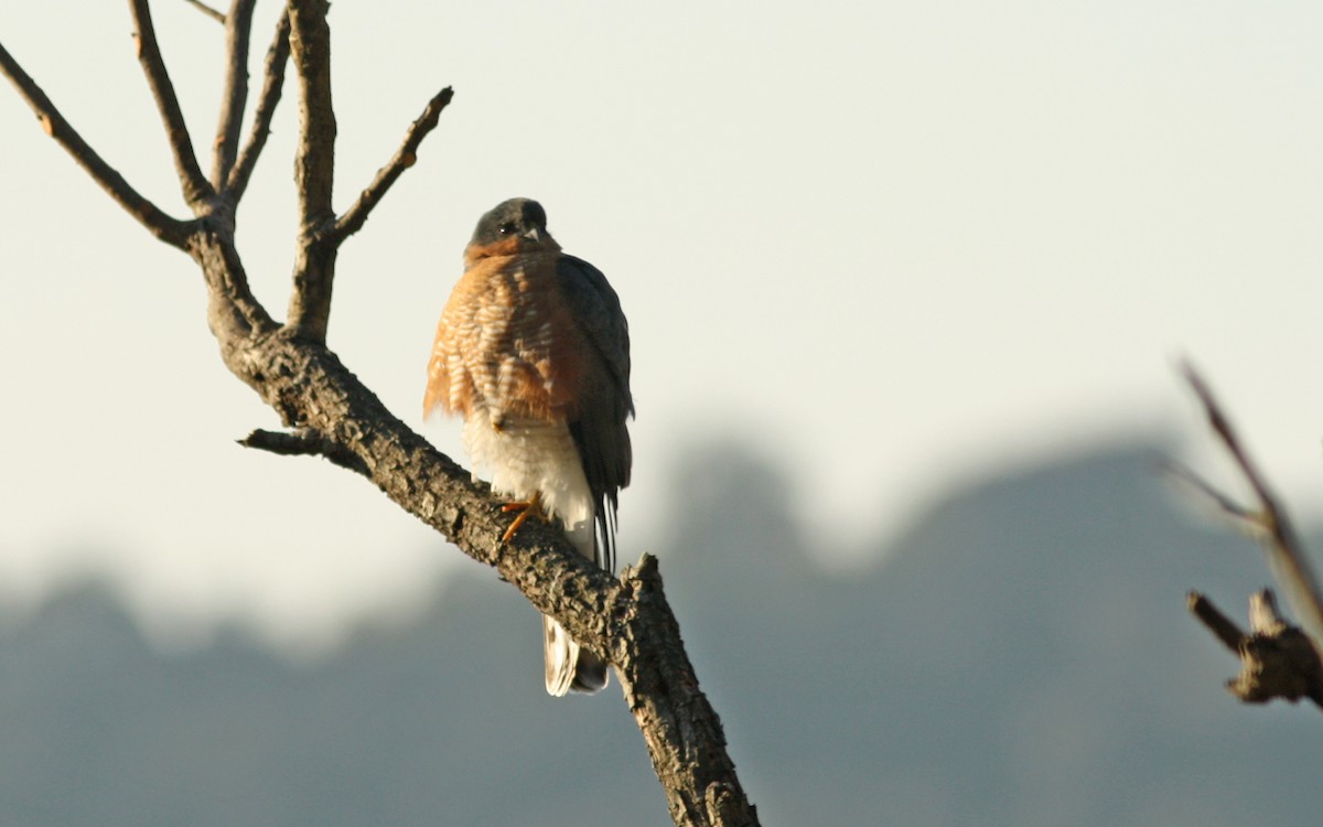 Eurasian Sparrowhawk - ML615211538