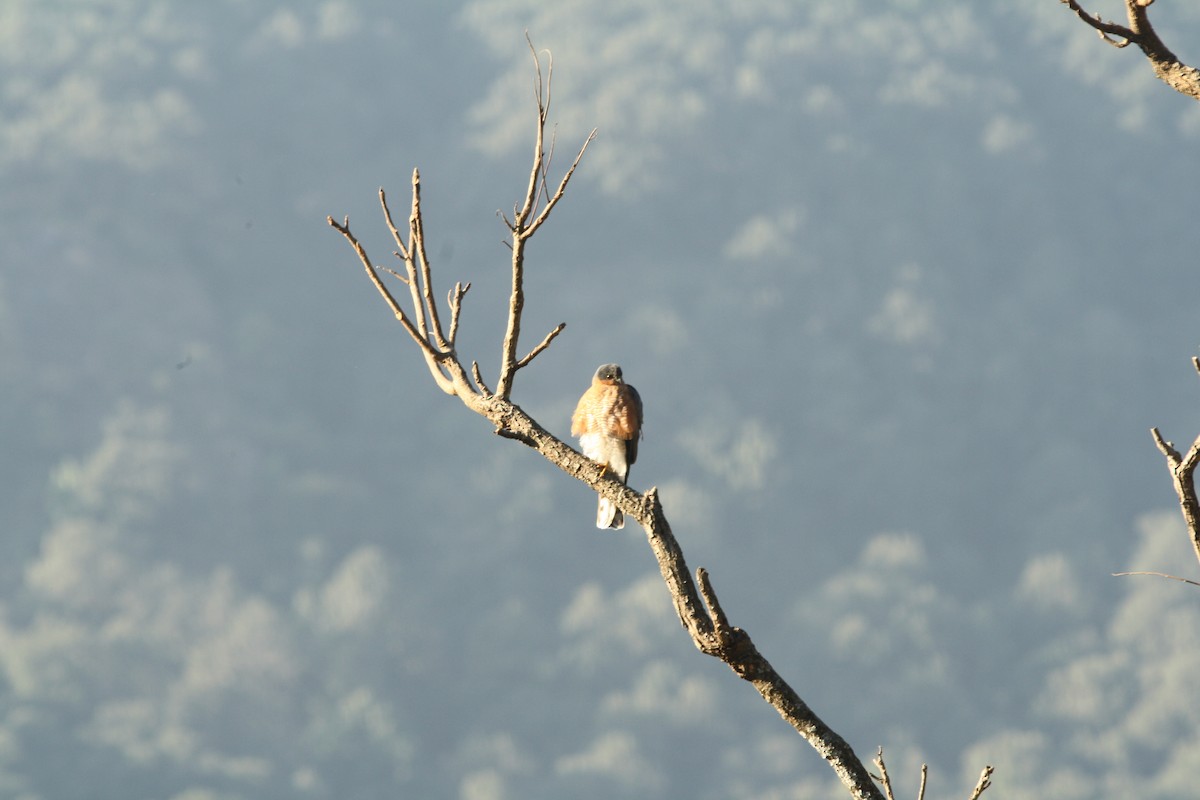 Eurasian Sparrowhawk - ML615211539