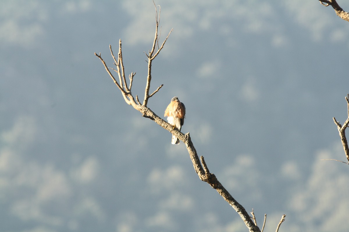 Eurasian Sparrowhawk - ML615211540