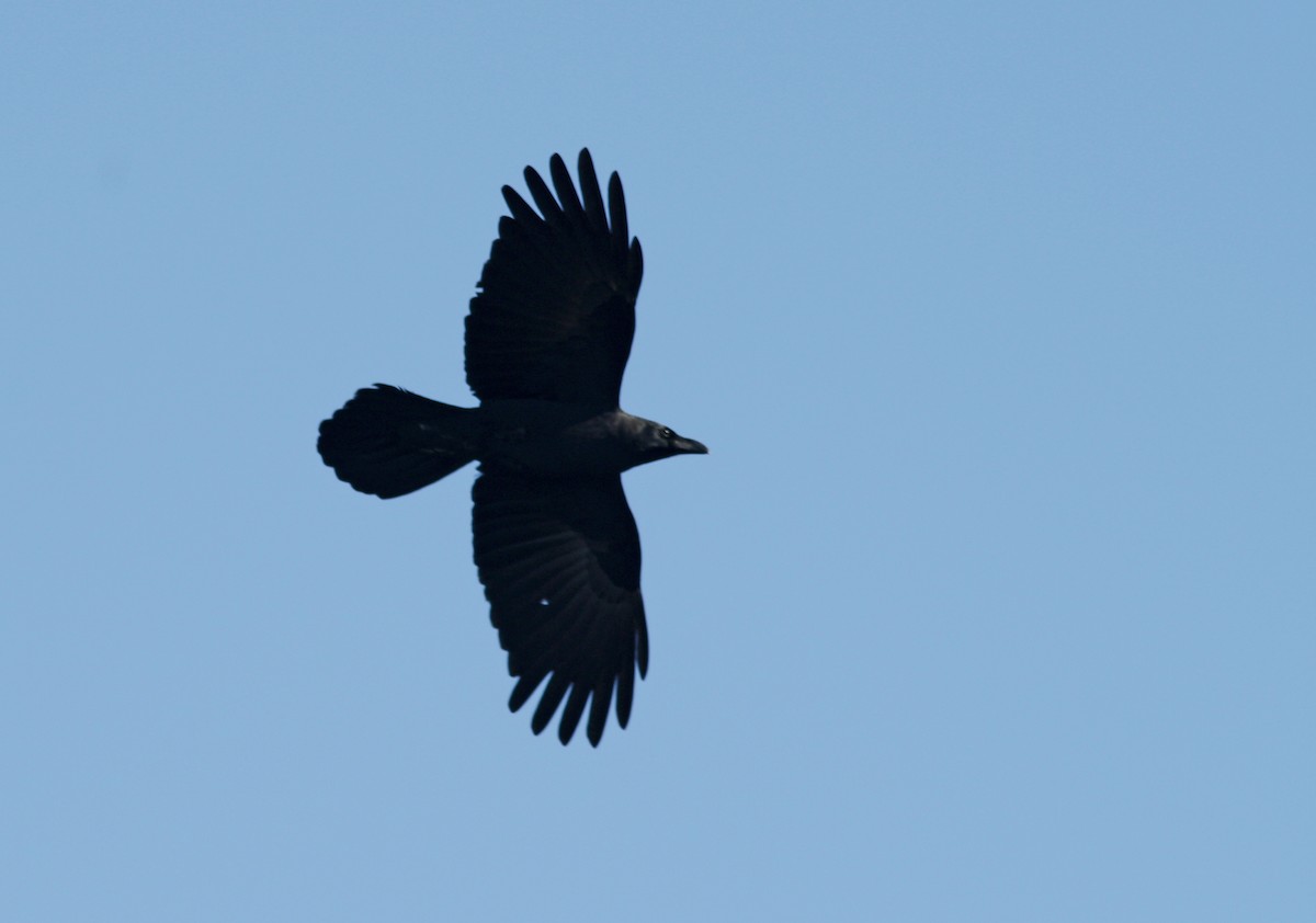 Large-billed Crow - ML615211544