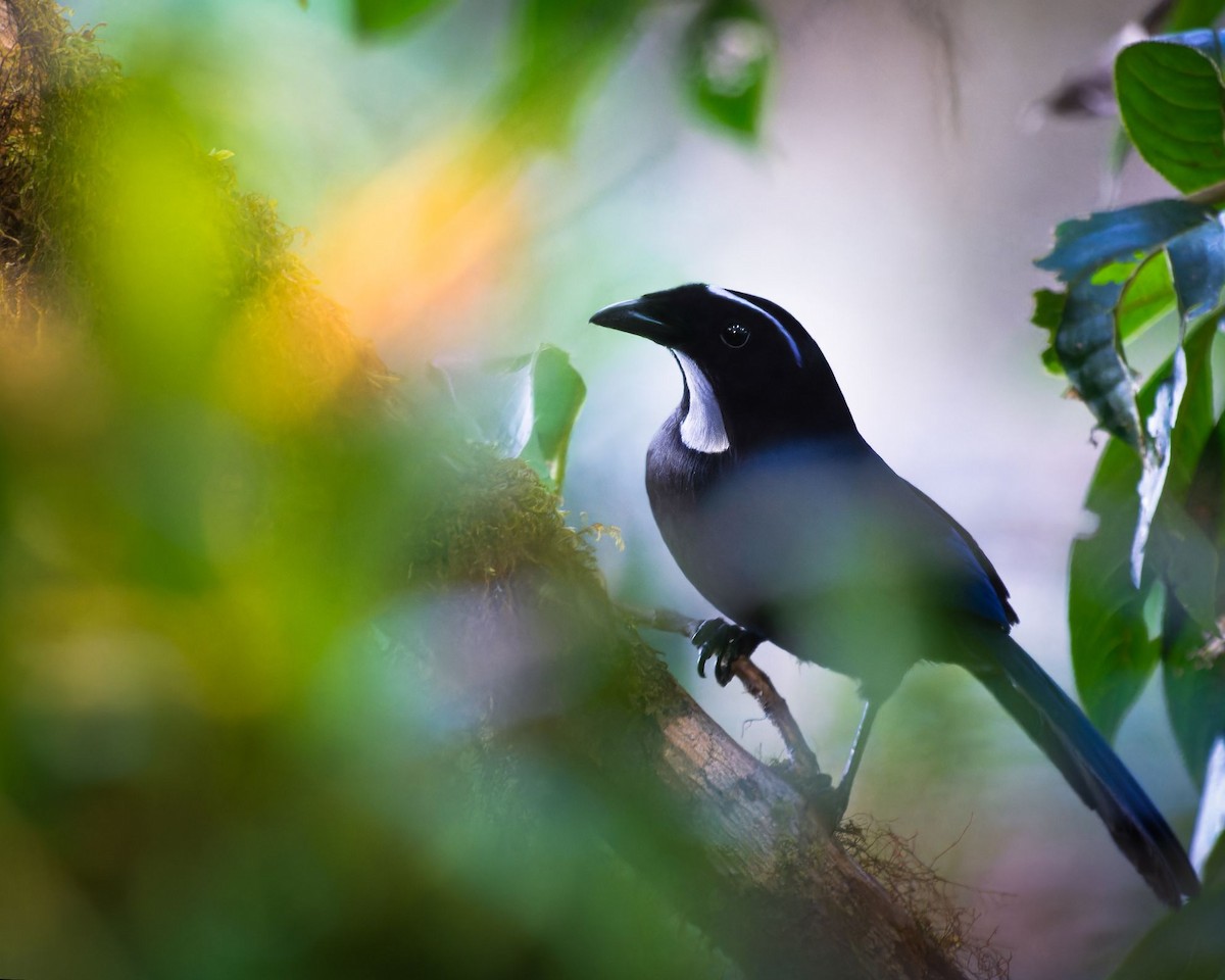 Silvery-throated Jay - Leonardo Valverde