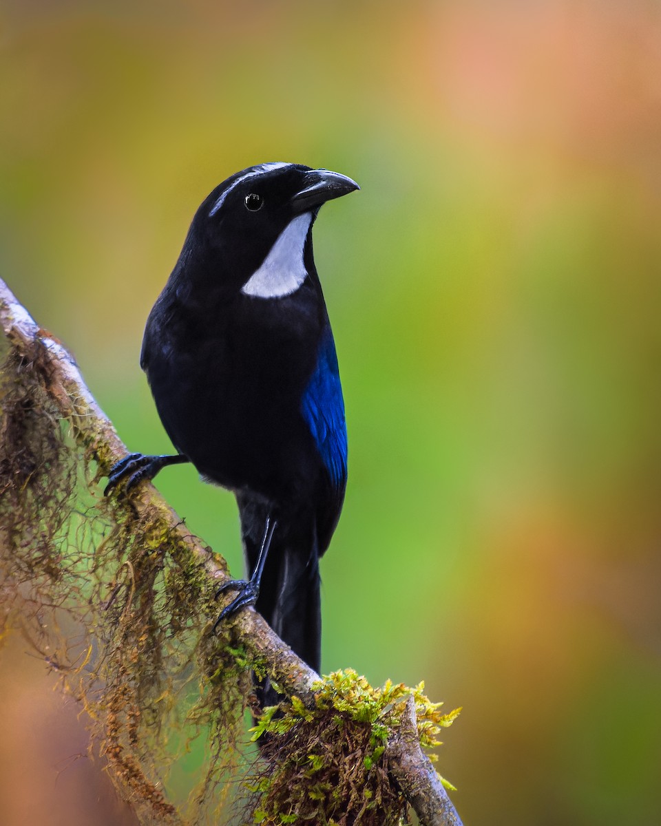 Silvery-throated Jay - ML615211546