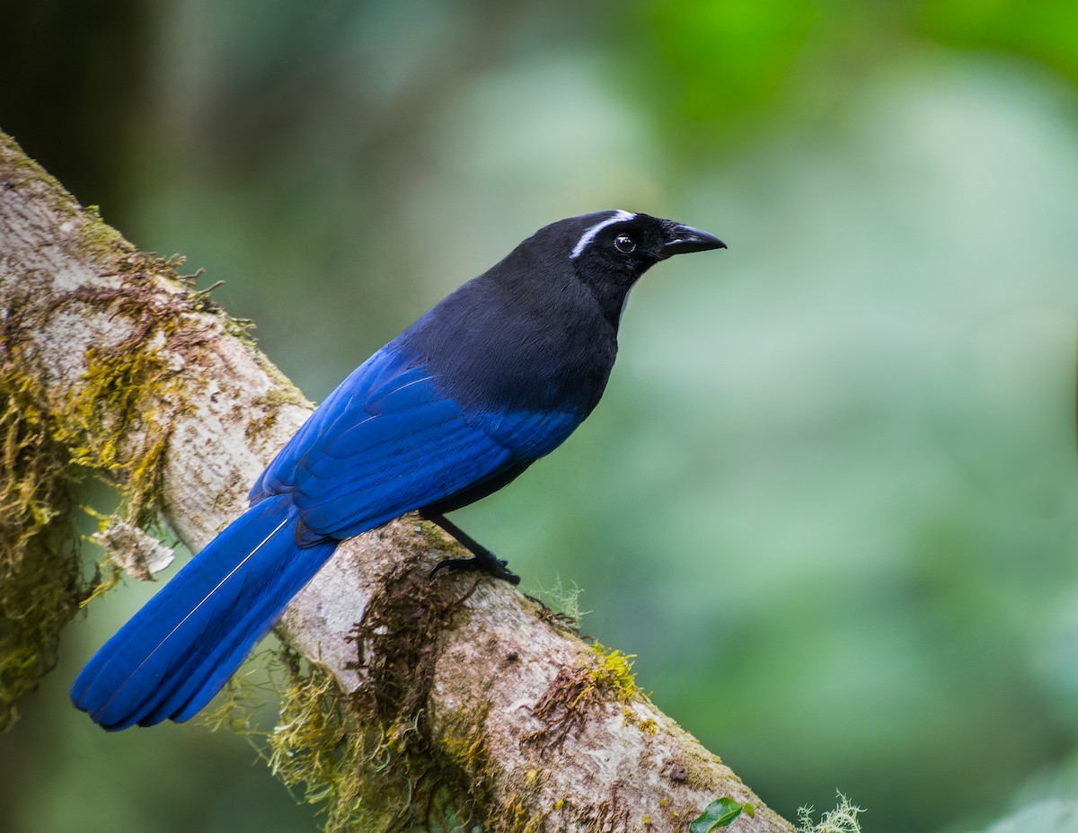 Silvery-throated Jay - Leonardo Valverde