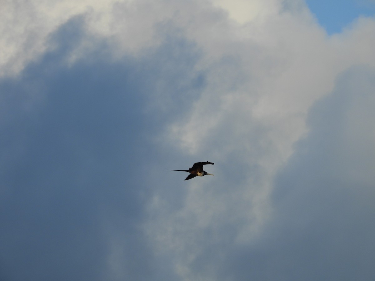 frigatebird sp. - ML615211576