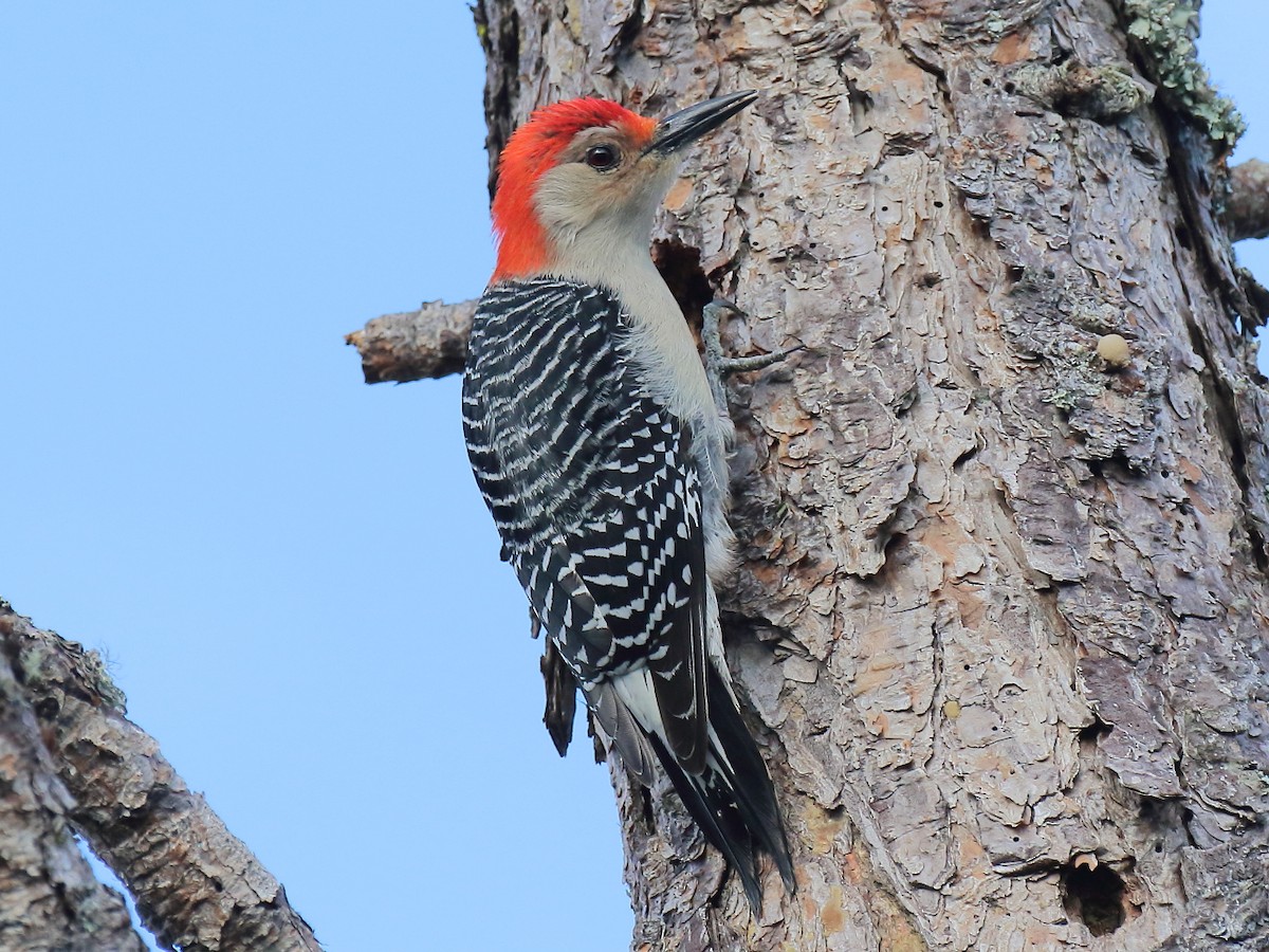 Red-bellied Woodpecker - ML615211580