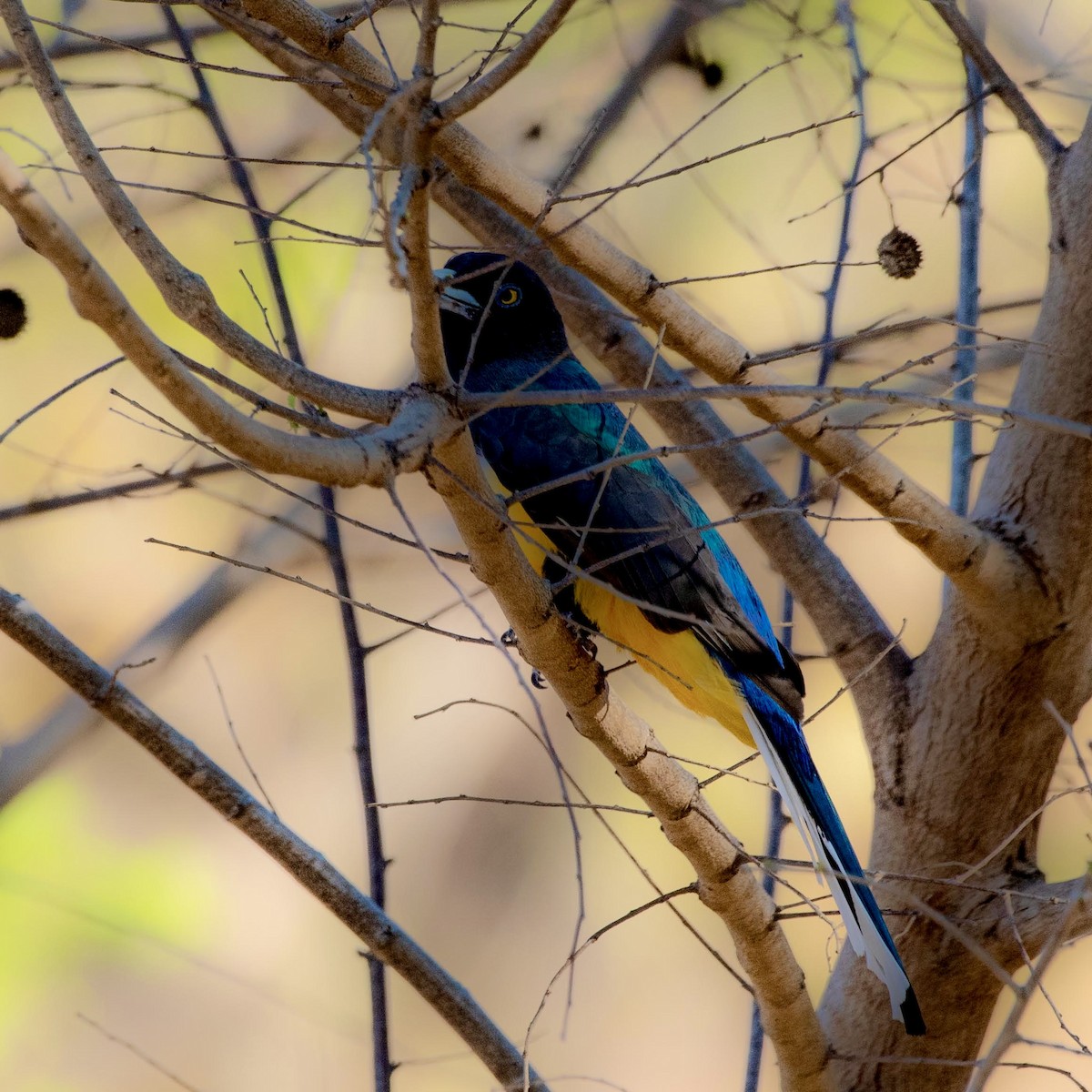 trogon žlutobřichý - ML615211643