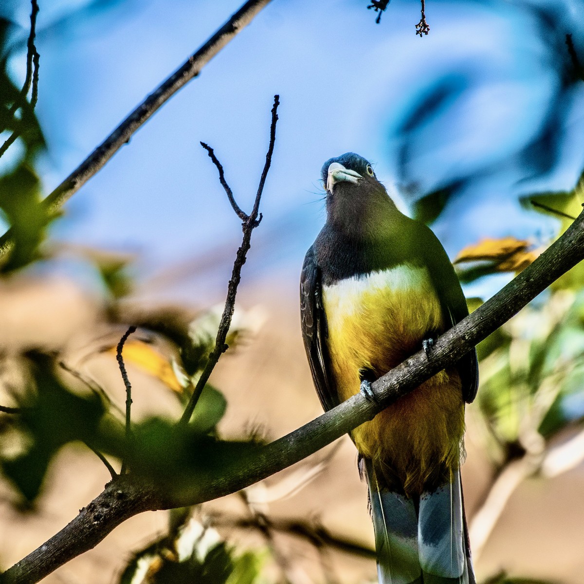 trogon žlutobřichý - ML615211646