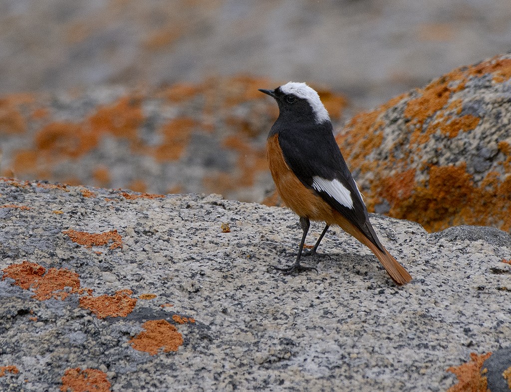 White-winged Redstart - ML615211670