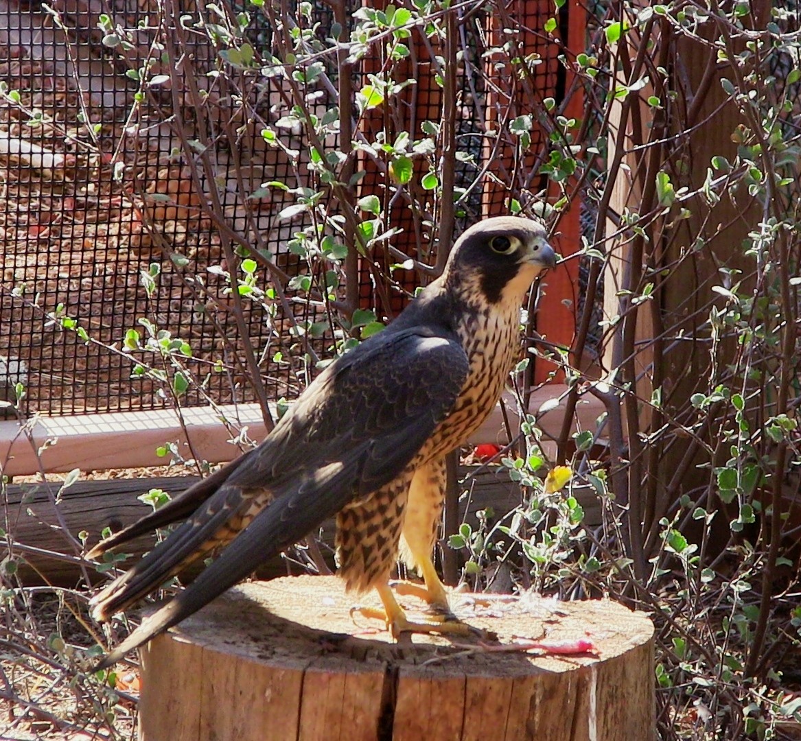 Peregrine Falcon - Marily Woodhouse