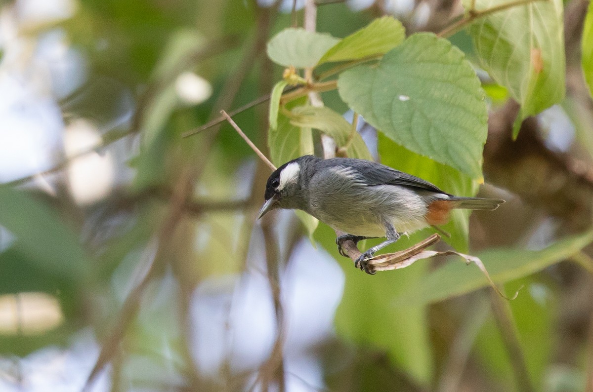 White-eared Conebill - ML615211884