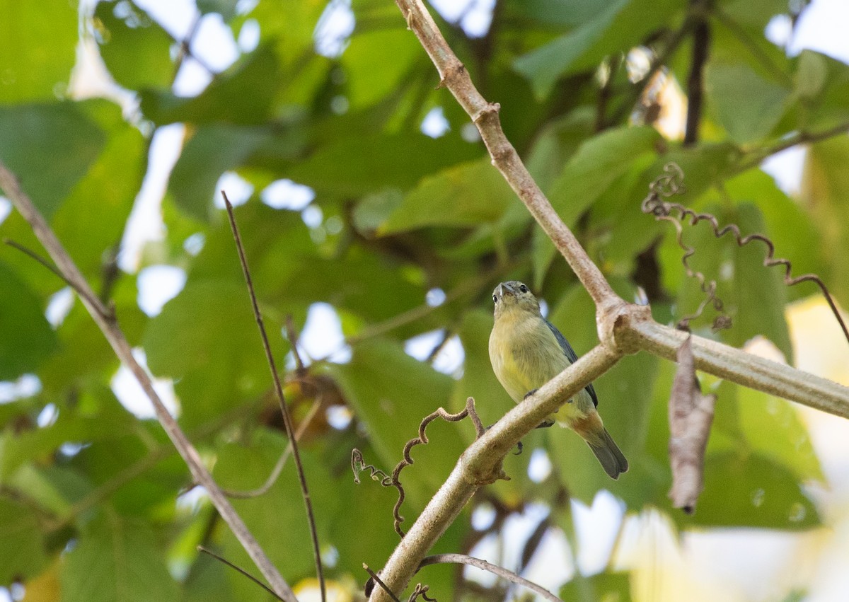 White-eared Conebill - ML615211887