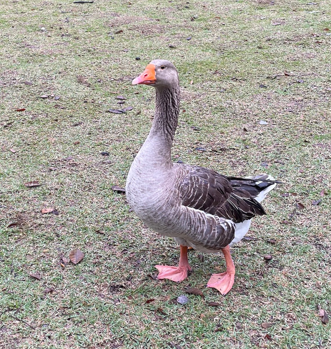 Graylag Goose (Domestic type) - ML615211921