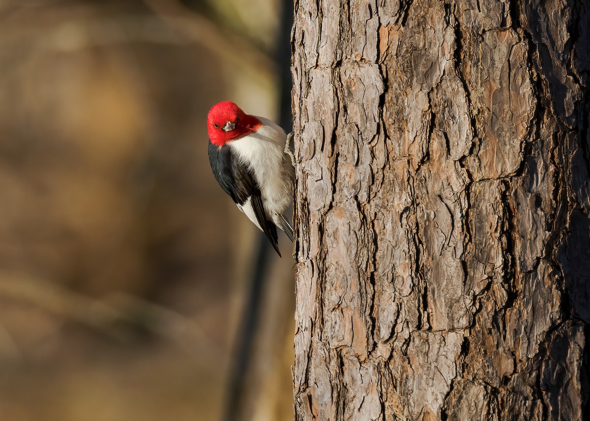 Red-headed Woodpecker - Edward Jay Rehm