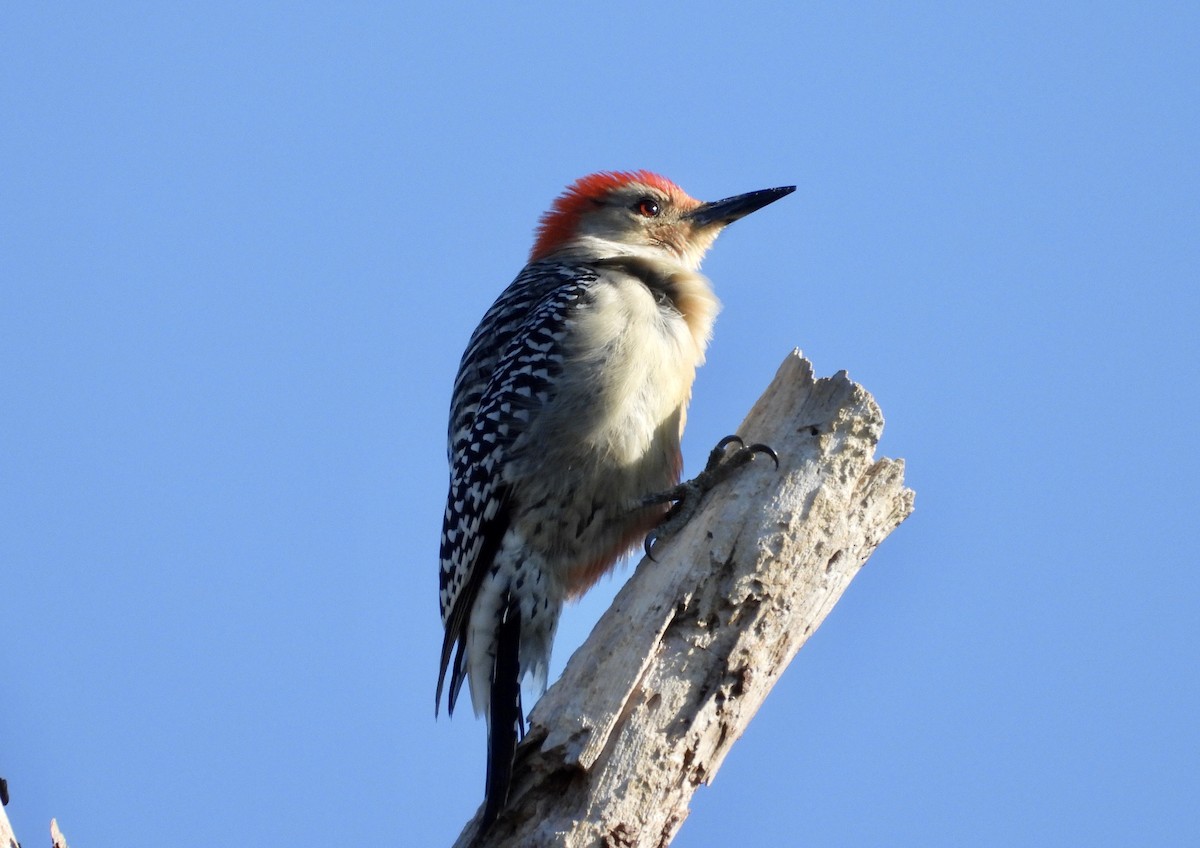 Red-bellied Woodpecker - Martine Parent