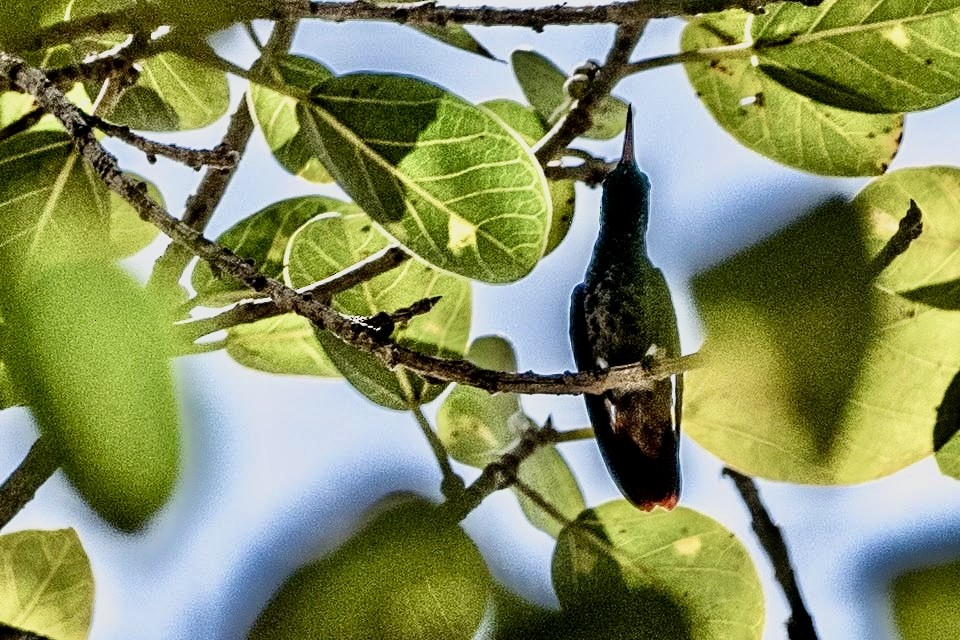 Berylline Hummingbird - ML615211939