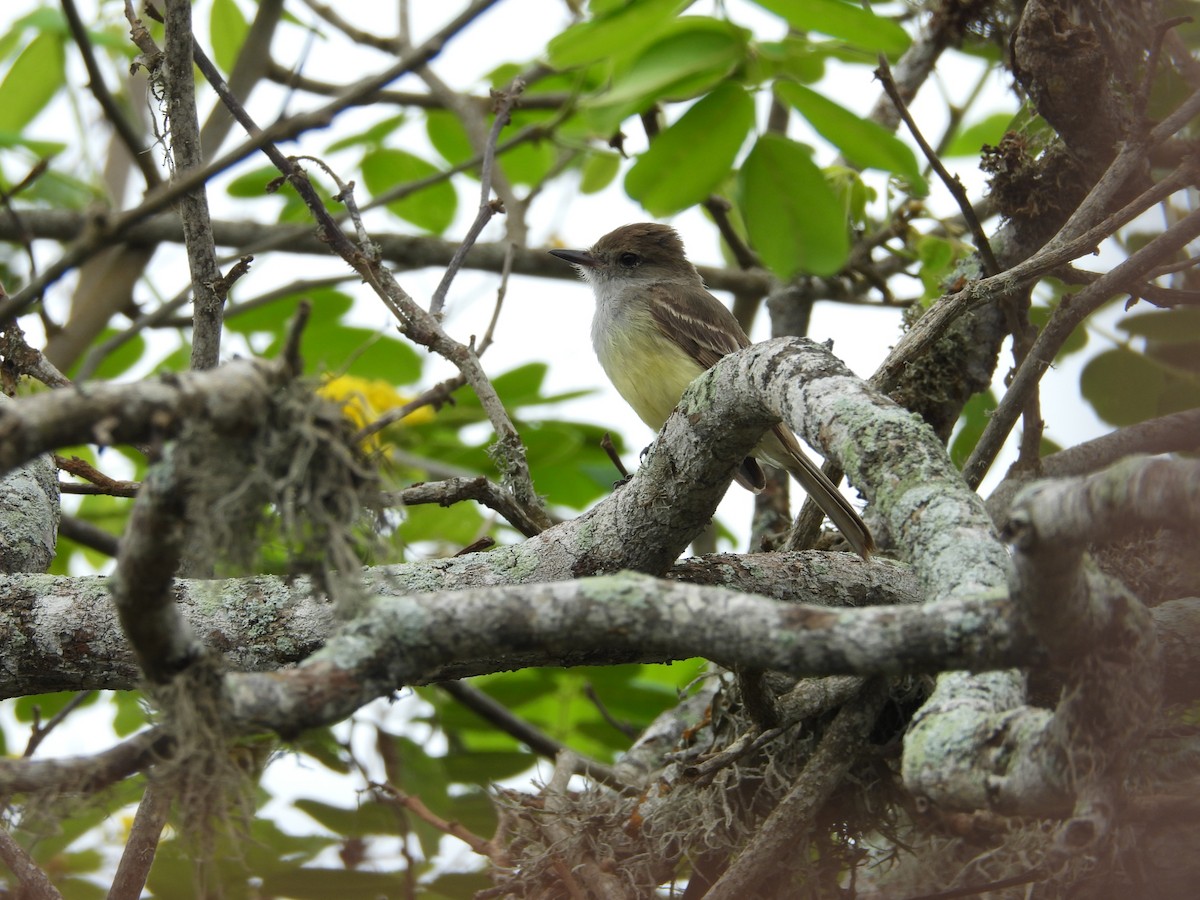 Galapagos Flycatcher - Rebekah Boan