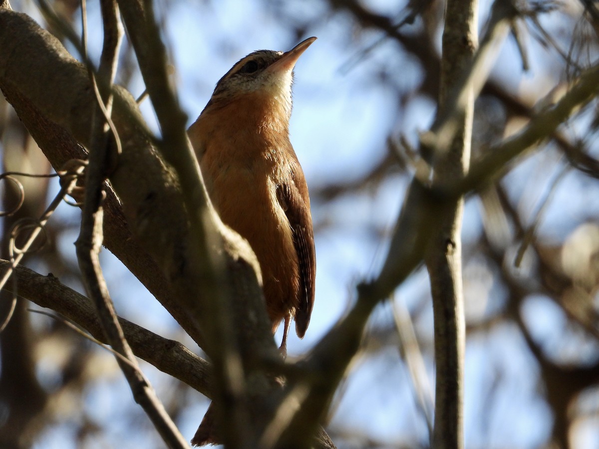 Carolina Wren - ML615211946