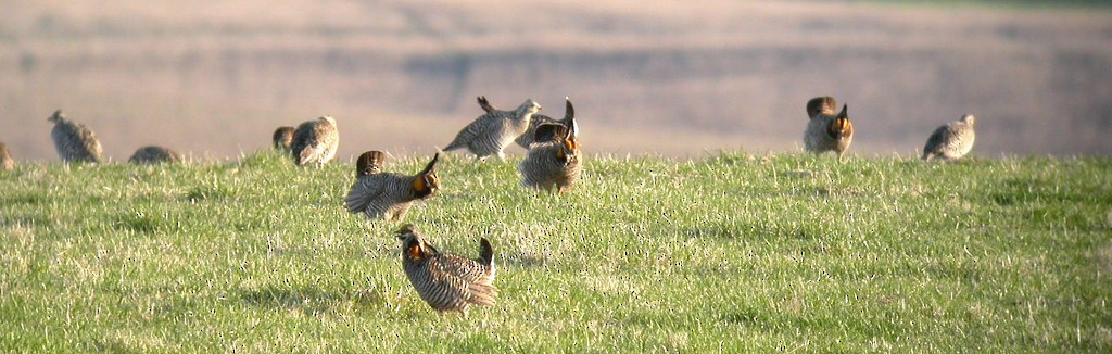 Greater Prairie-Chicken - Mike Thelen