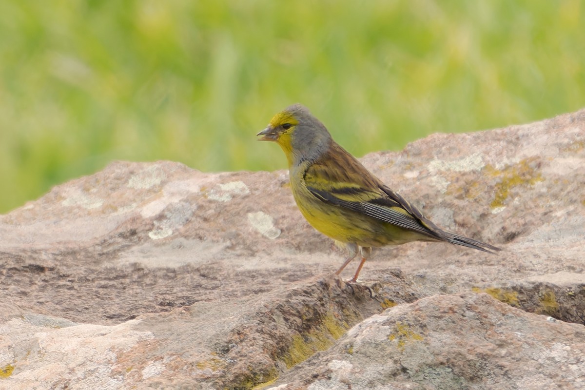 Corsican Finch - Mario Vigo