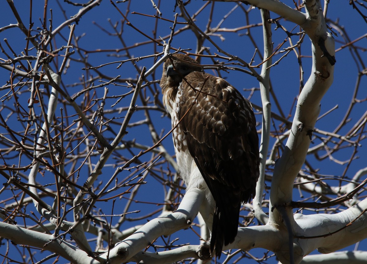 Red-tailed Hawk - Kendall Watkins