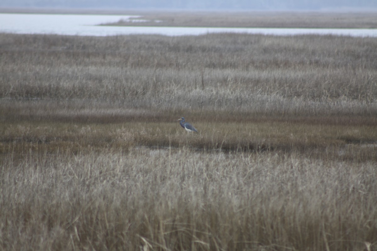 Tricolored Heron - ML615212112