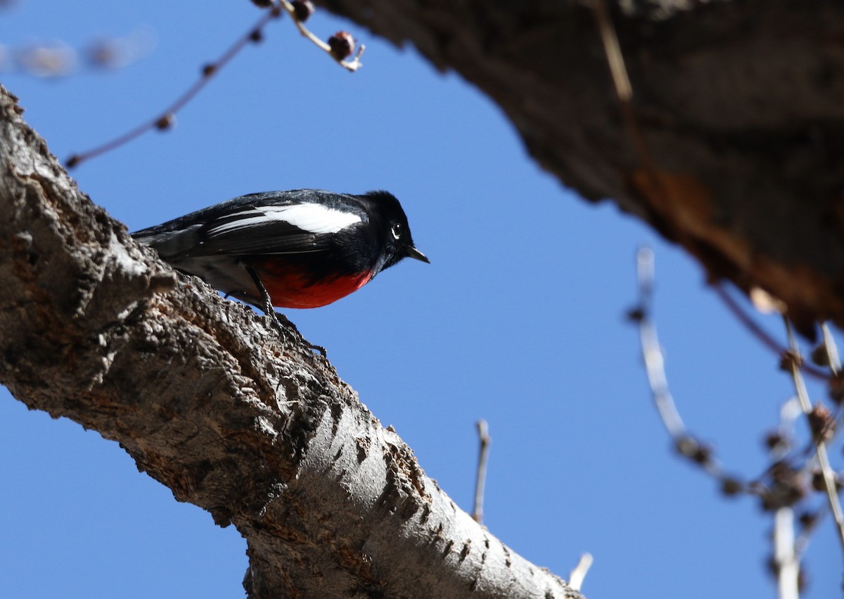 Painted Redstart - ML615212175