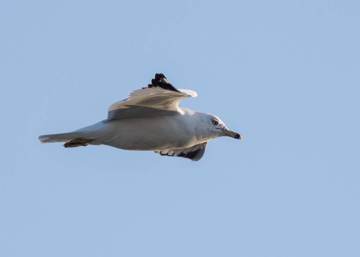 Ring-billed Gull - ML615212176