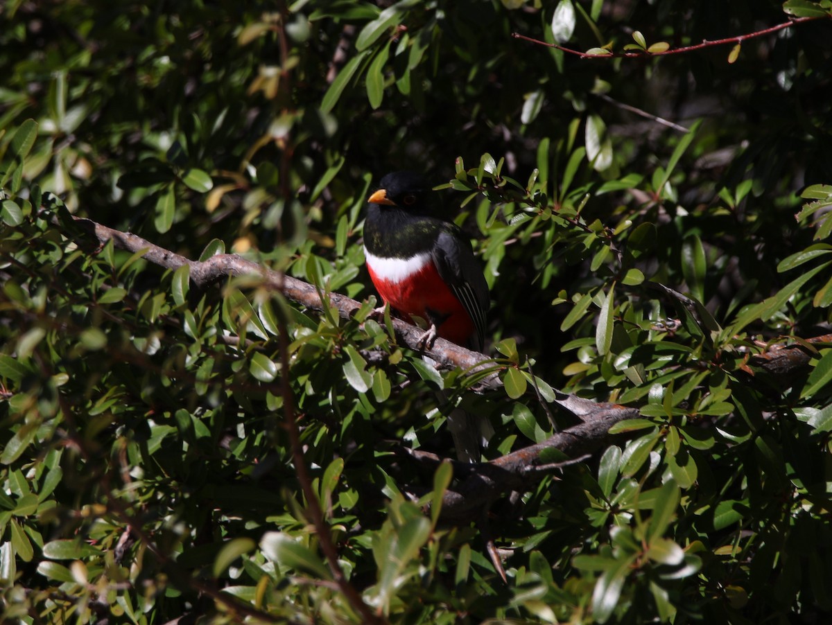 Trogon élégant - ML615212212