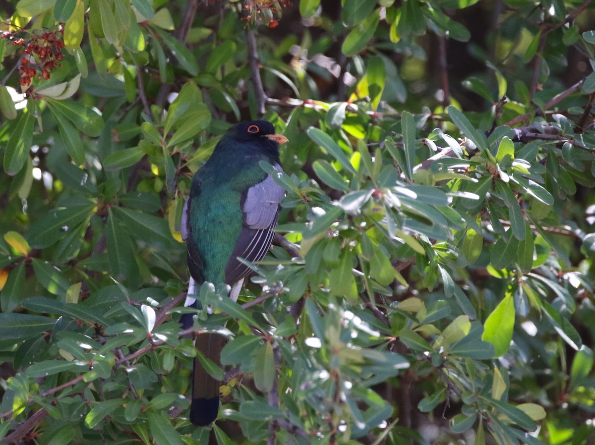 trogon krásný - ML615212215