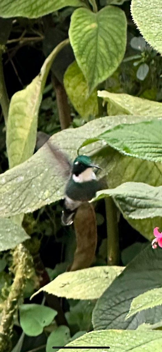 kolibřík bělohrdlý - ML615212266