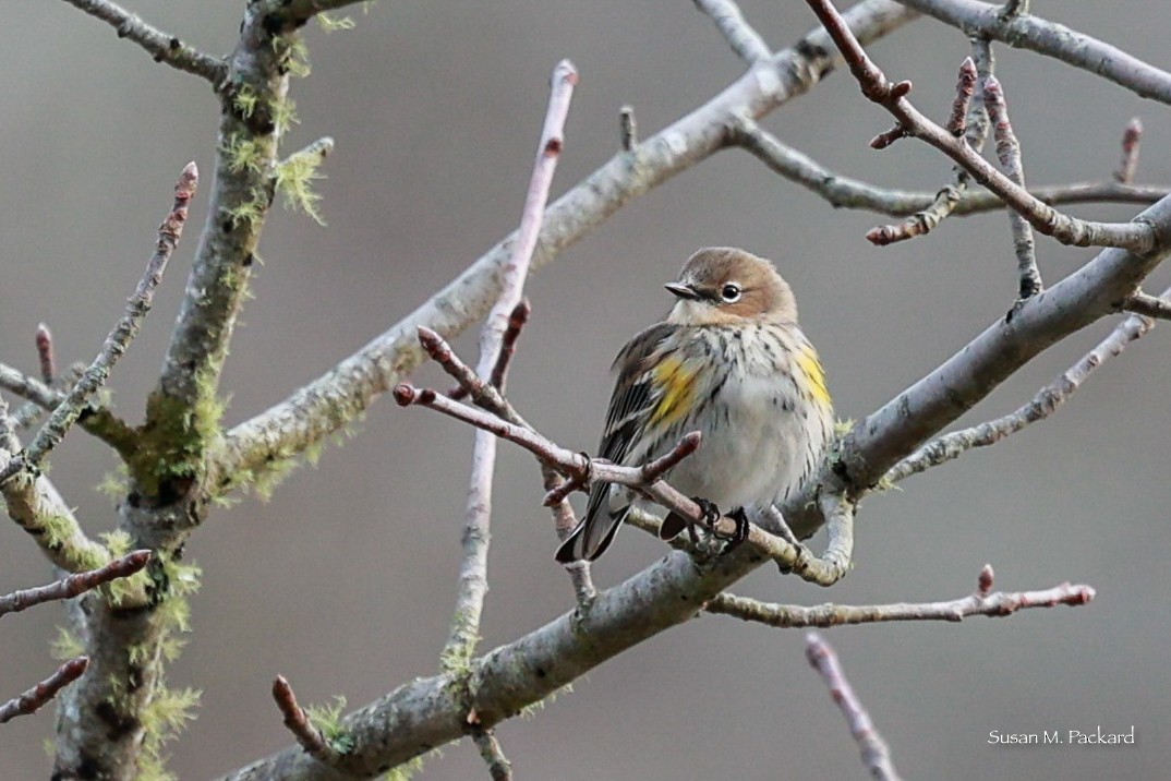 Yellow-rumped Warbler - ML615212281