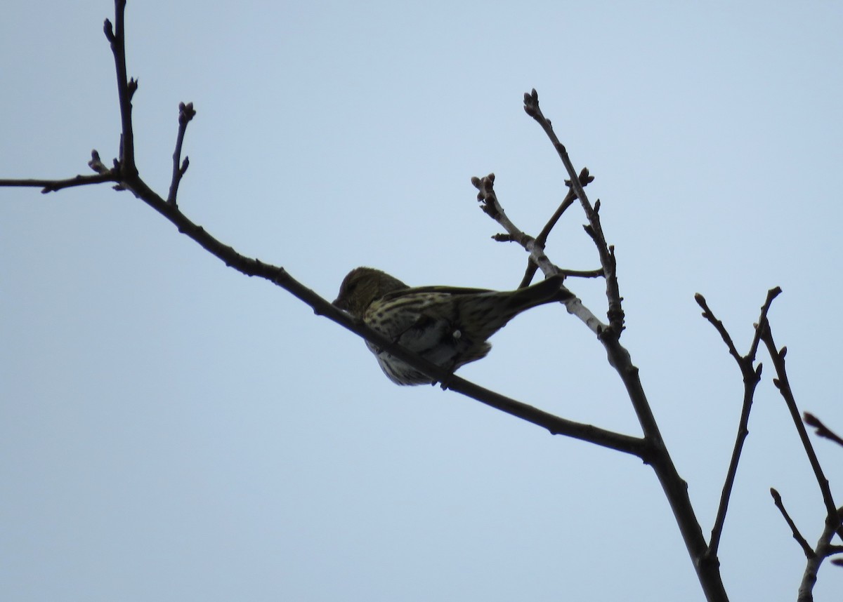 Pine Siskin - ML615212286