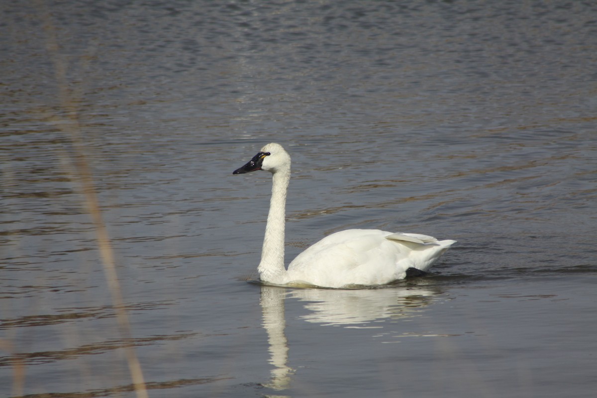 Tundra Swan - ML615212290