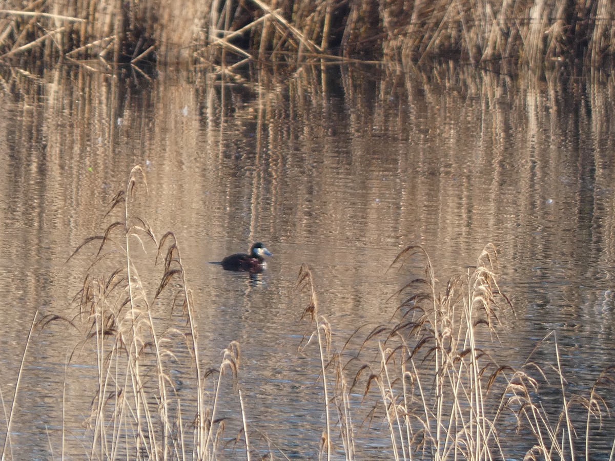 Ruddy Duck - ML615212317