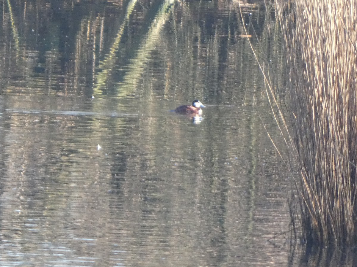 Ruddy Duck - ML615212347