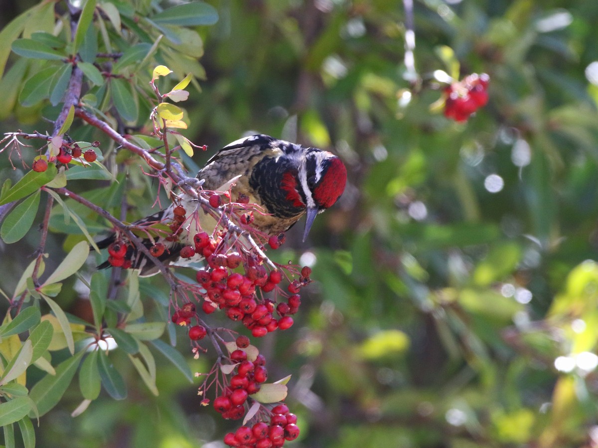 Red-naped Sapsucker - ML615212350