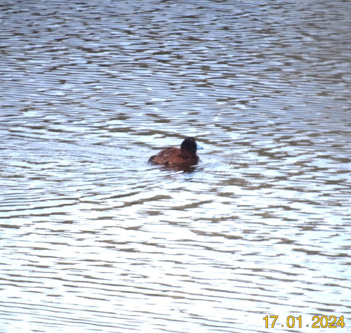 Andean/Lake Duck - ML615212351