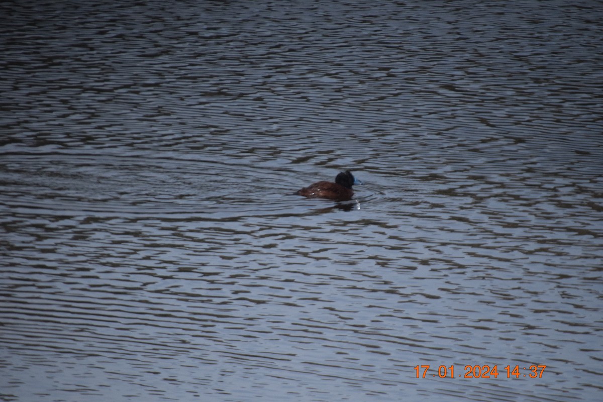 Andean/Lake Duck - ML615212353