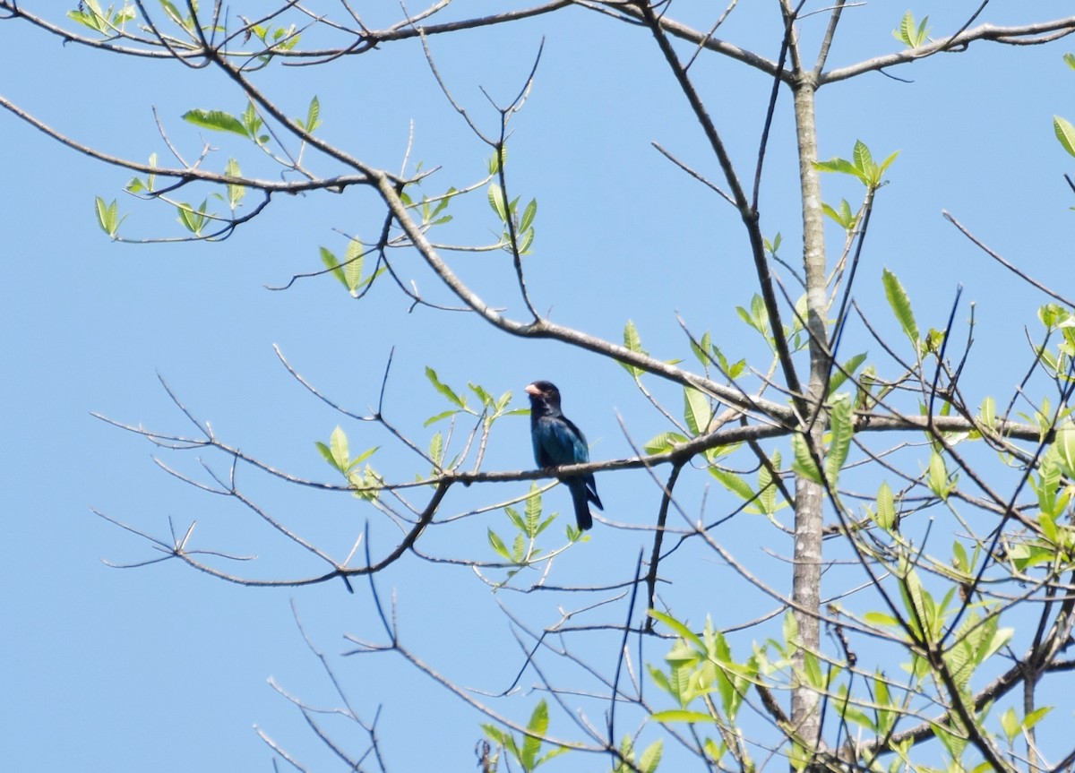 Dollarbird - Noyel Mahendra