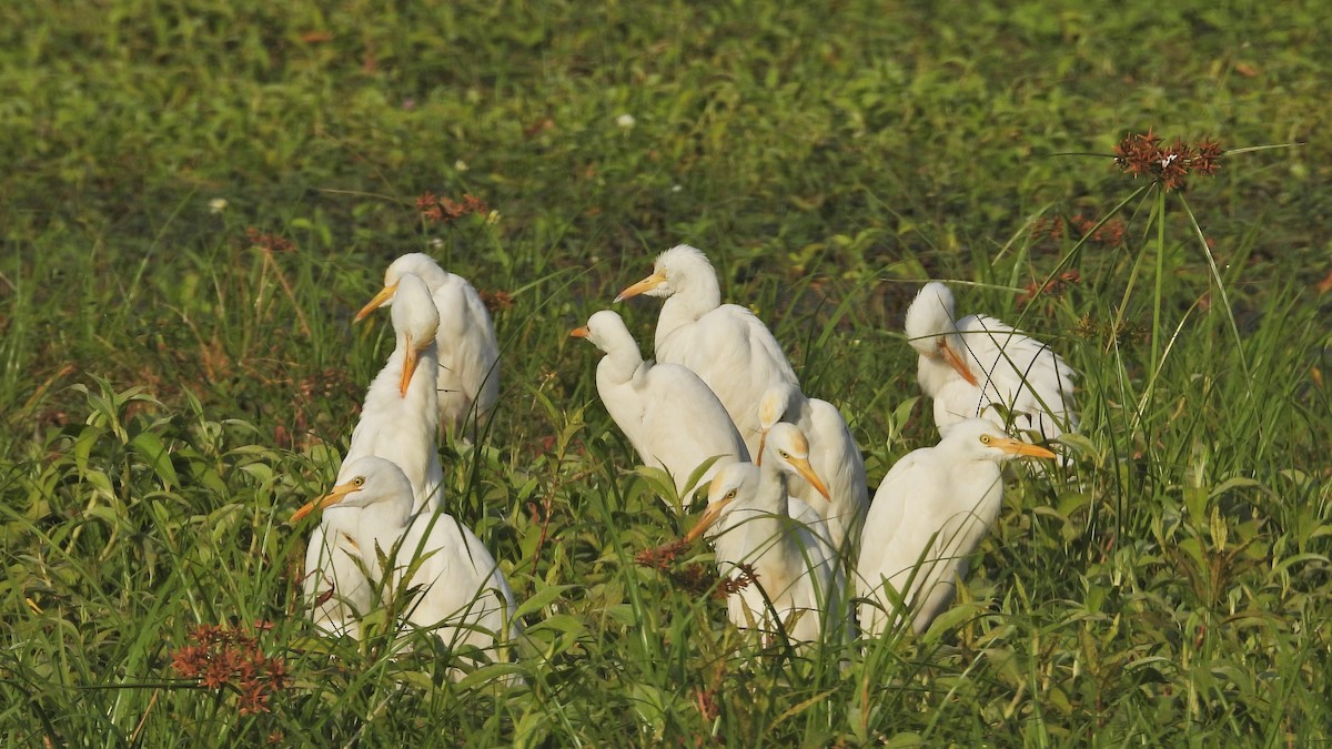 Eastern Cattle Egret - Ambady Sasi