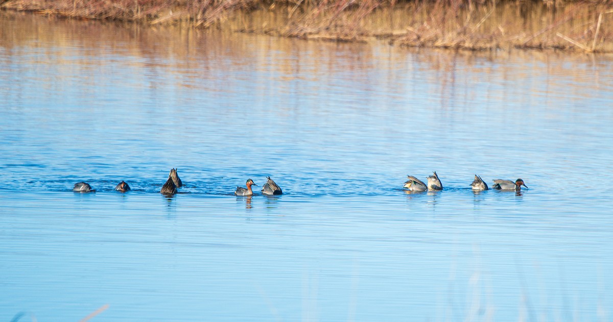 Green-winged Teal - ML615212404