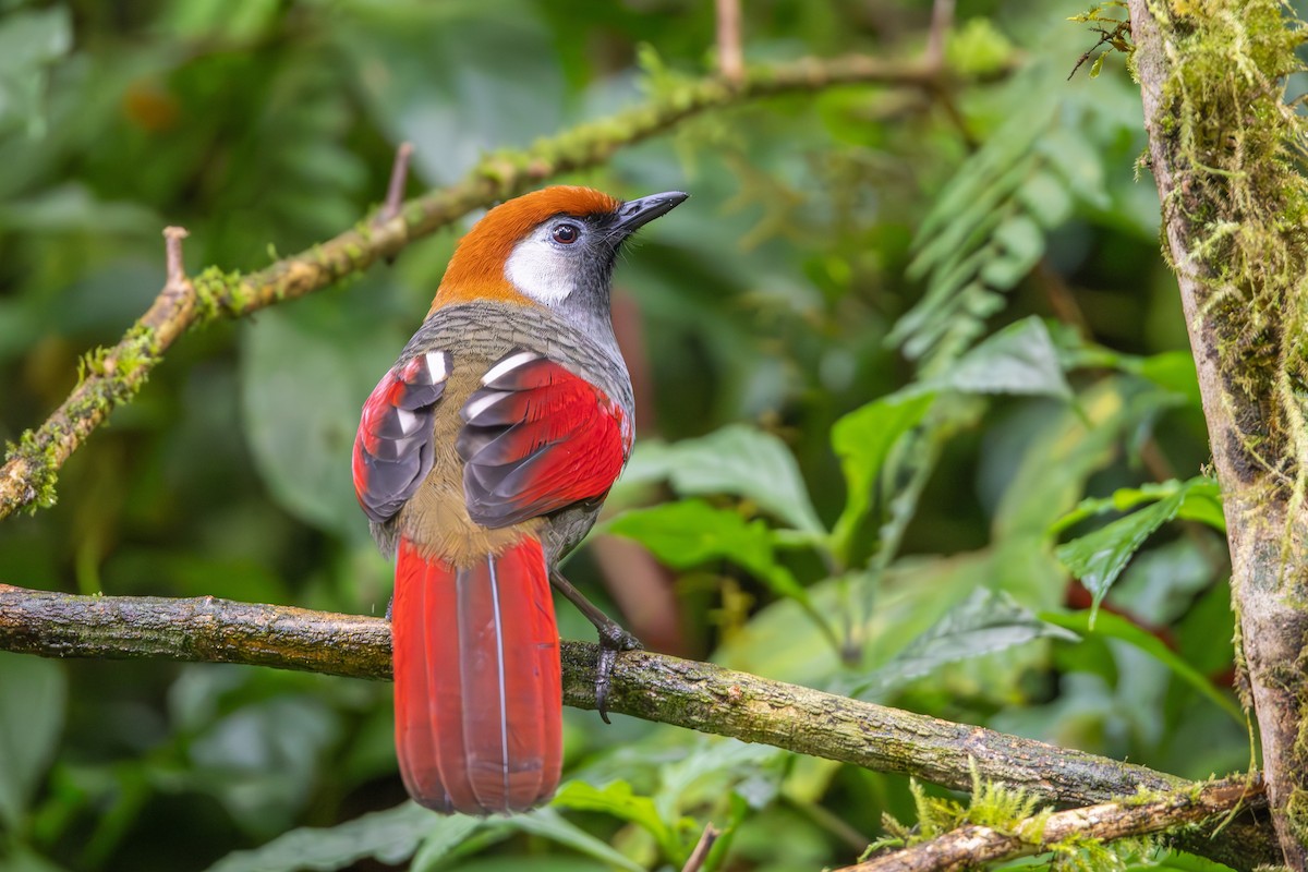 Red-tailed Laughingthrush - ML615212432