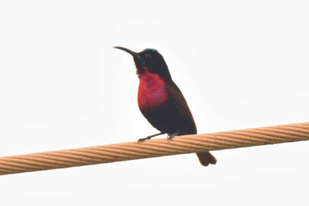 Scarlet-chested Sunbird - Peter Kavouras
