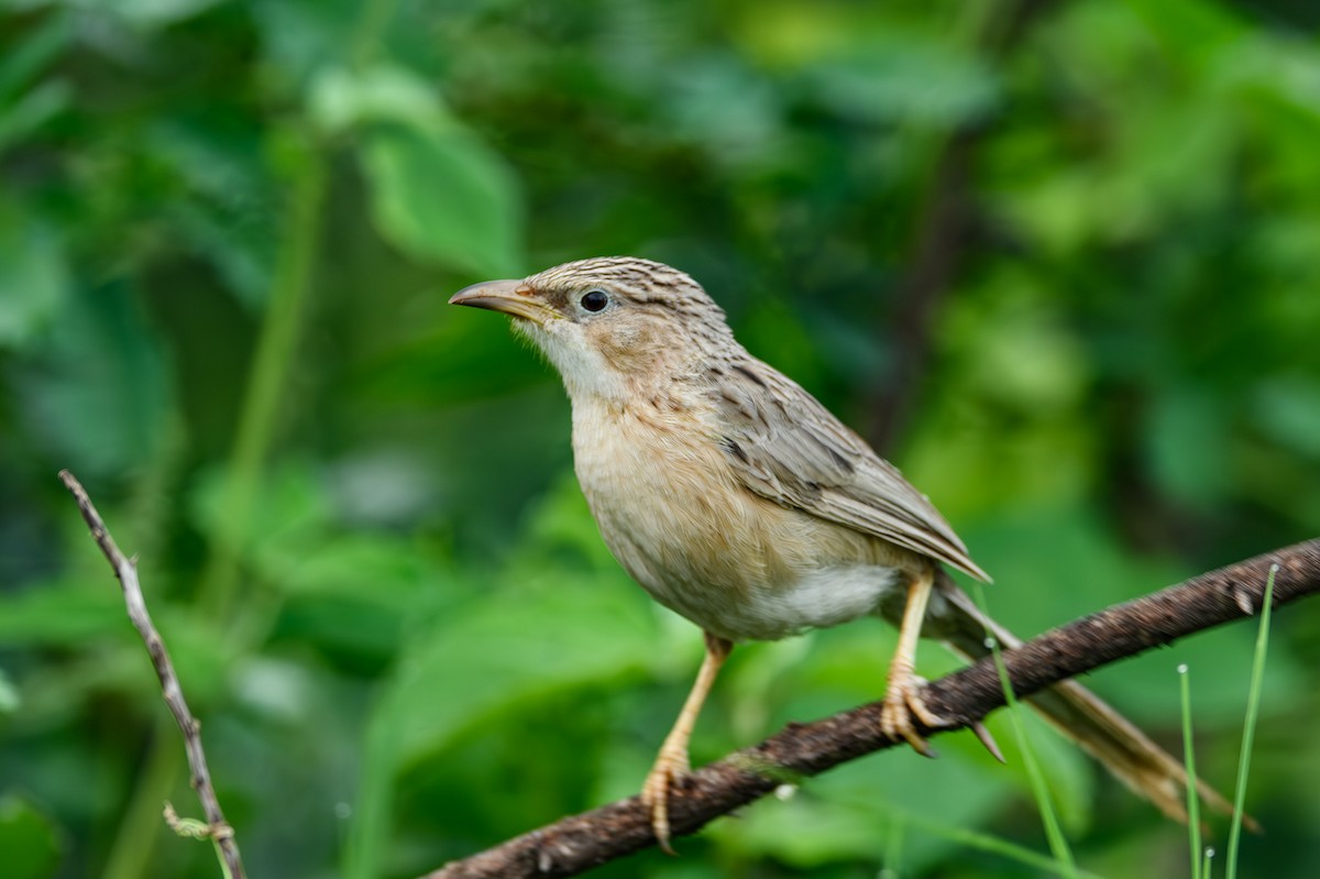 Common Babbler - ML615212460