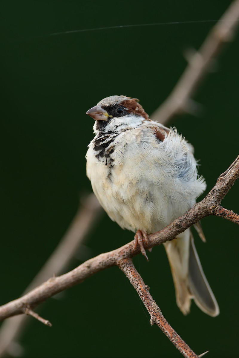 House Sparrow - ML615212465