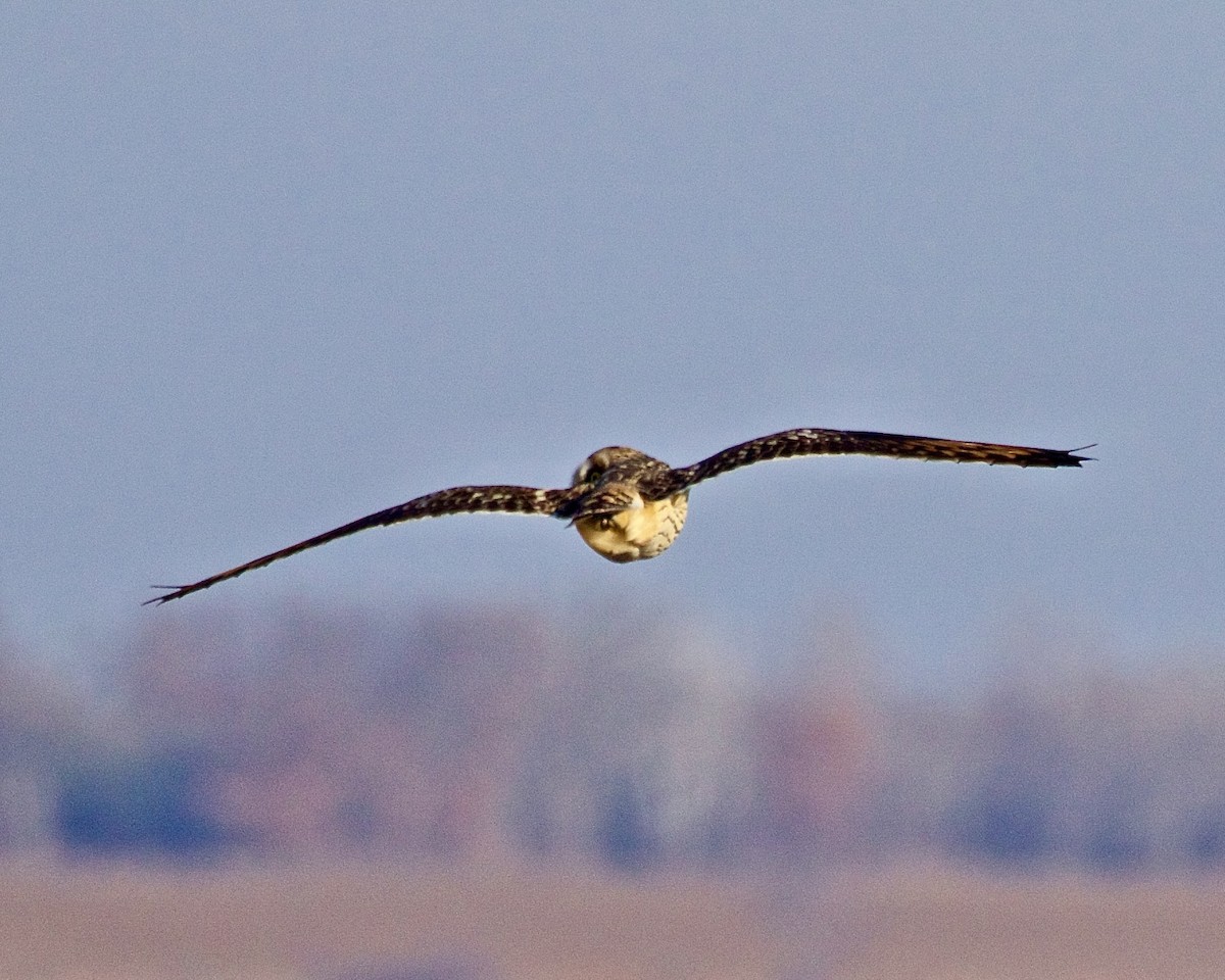 Short-eared Owl - ML615212473