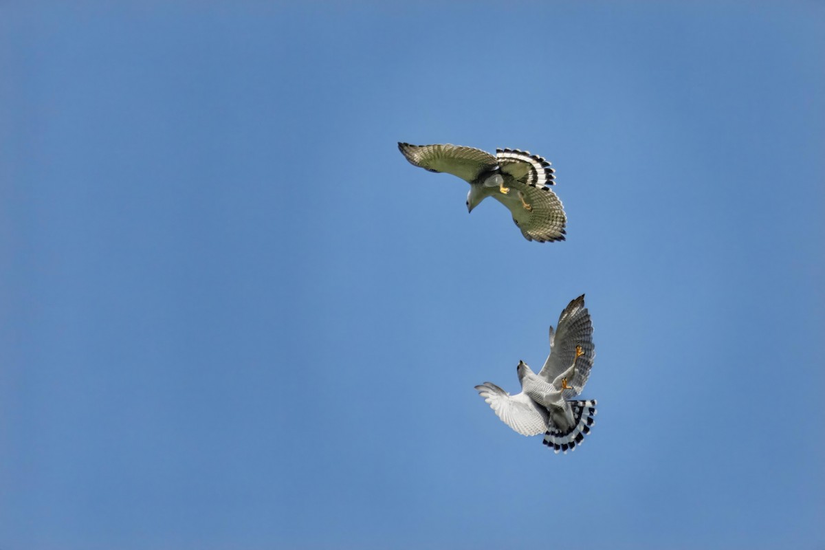 Gray-lined Hawk - Alejandro Pinto_TanagerPhotoTours