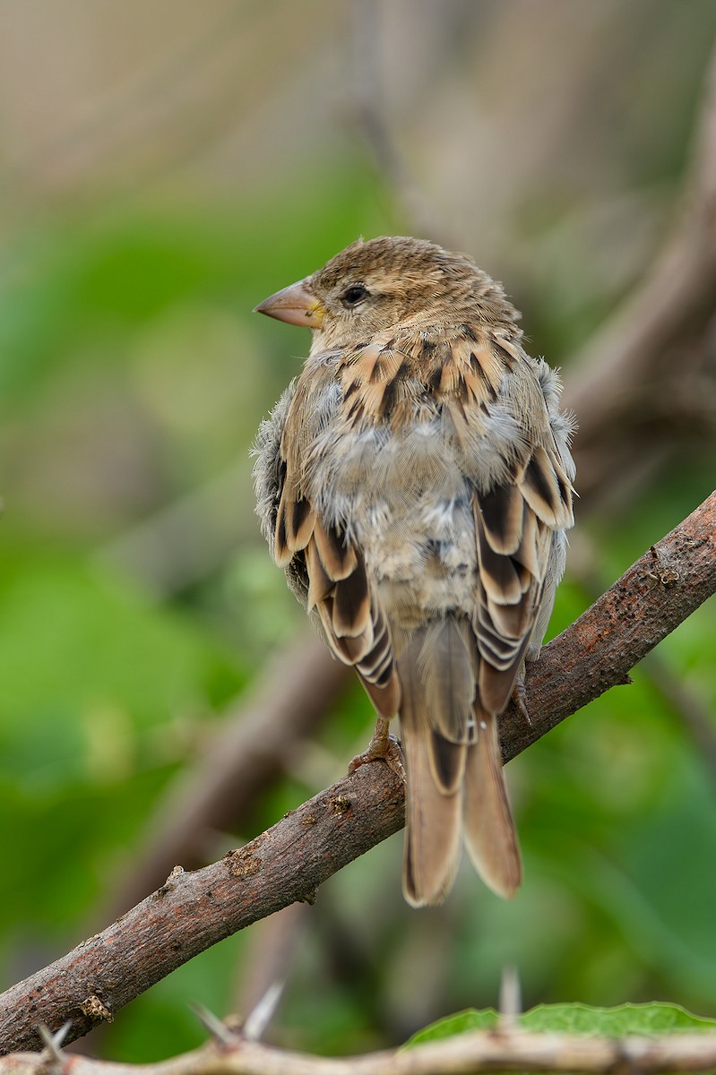 Moineau domestique - ML615212483